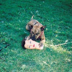 Joyce Manor - Cody -Download-